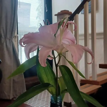 Cosy In With Balcony, 32 M², View * 戈尔韦