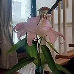 Cosy In With Balcony, 32 M², View * גלוואיי